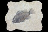 Cockerellites (Priscacara) Fossil Fish - Hanger Installed #93263-1